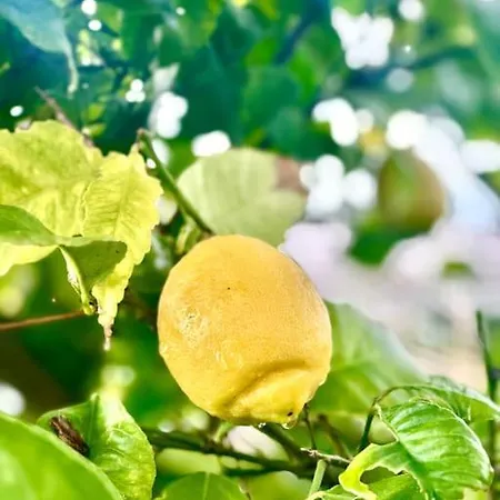 בית נופש Le 2 Magnolie,