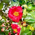 بيت للعطل Le 2 Magnolie,