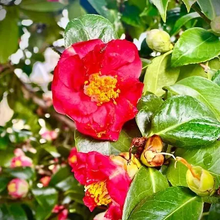 Будинок відпочинку Le 2 Magnolie,