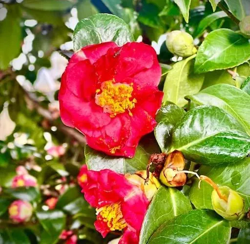 Dom wakacyjny Le 2 Magnolie,