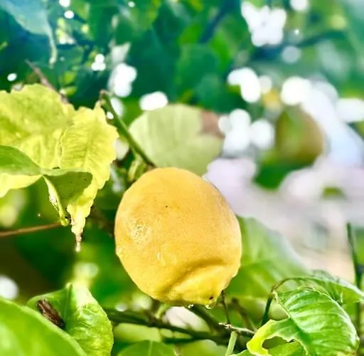 Dom wakacyjny Le 2 Magnolie,